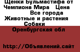 Щенки Бульмастифа от Чемпиона Мира › Цена ­ 1 000 - Все города Животные и растения » Собаки   . Оренбургская обл.